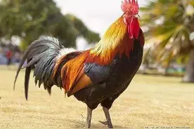 五德之禽—公鸡，我们最好吃的朋友（属鸡的一定要了解）图片