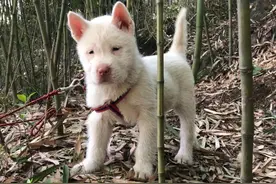 贵州俗话一龙二虎，一条四个月独生子下司犬图片