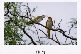 杜甫《绝句》：两个黄鹂鸣翠柳，一行白鹭上青天图片