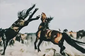 马群被狼群围猎，独行野马突然出现，闯入狼阵并带走了马群的公主图片