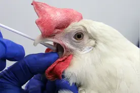 病毒到底是会变得越来越致命，还是随着传播而变得越来越弱？图片