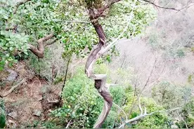 爬山时，看到一棵“俊崖柏”，不敢动手挖，只能经常来瞅一眼图片