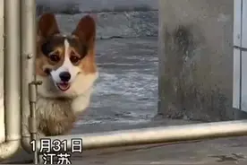 柯基因满身灰而被主人装不认识图片