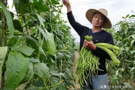 豆角不能挨着什么种？豆角和这些蔬菜属于冤家菜，不要种一起图片