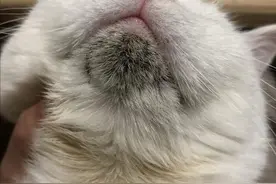 猫咪常见的6种“皮肤病”，教你如何预防和处理图片