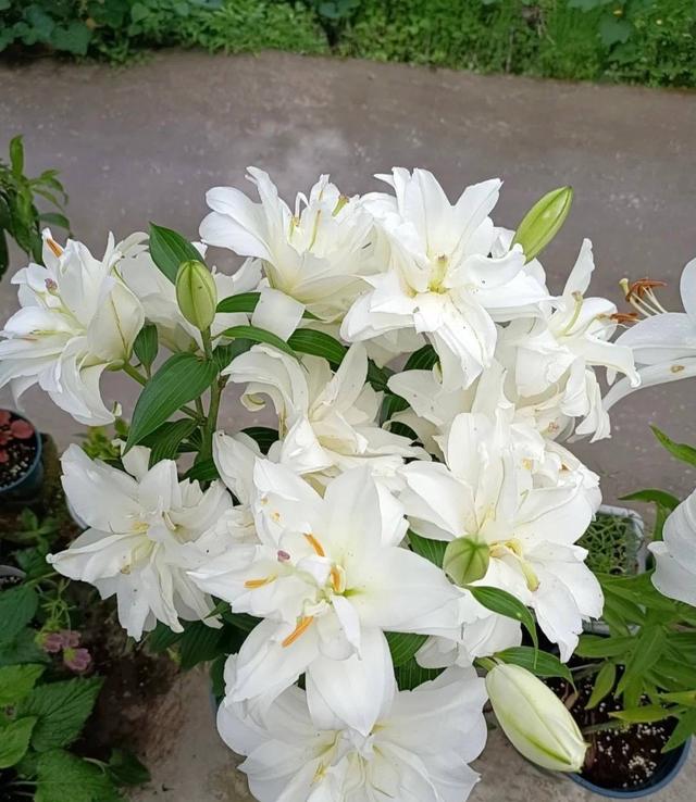 百合花开花后别扔掉，这样处理一下，花朵又大又惊艳，年年开花