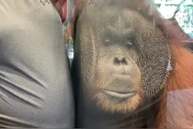 孕妇去逛动物园，红猩猩突然凑过来贴肚肚…里面是有小宝宝吗?图片