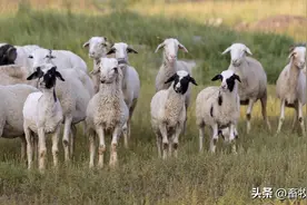 养羊人不可不知的防治方法，羊下颌水肿症这样做，不看后悔图片