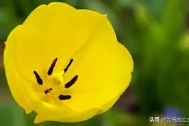 近代中国“黄色”词义变异考析图片