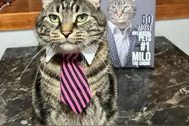 为得到主人独宠，小猫咪多次给金毛关进笼子，操作手法看呆了图片