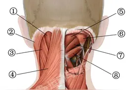 【看图识肌】每天掌握一点肌肉小知识（三）图片
