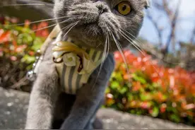 六亲不认是哪六亲？你知道吗？图片