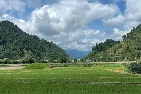 今年有哪些既好吃产量又高的水稻品种？“浓香型”迷你版最好卖图片