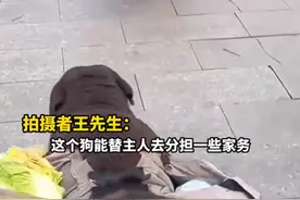 老人让两只狗背菜被指虐待，拍摄者回应：不认为是虐待，狗能为主人分担家务很暖心图片