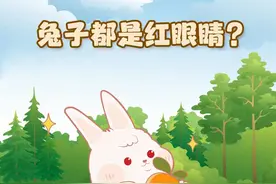 兔年说“兔”：关于兔子的小秘密你知道多少？图片