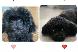 我的狗图片