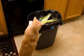 过来人告诉你：若猫咪有这4种行为，该打就得打，不能手软图片