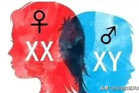 雌雄同体的女性同时具有男性和女性生殖器图片