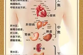 五脏六腑背部辐射图图片