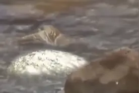 2016年，昆明小伙意外捡到一块长满“金子”的石头，专家鉴定真相图片