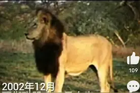西街雄狮联盟系列4图片