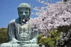 日本樱花、武汉樱花和无量樱花图片