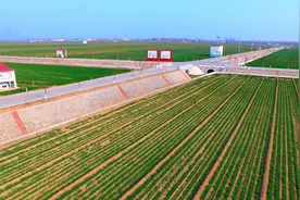 农田必须是良田！河南建成高标准农田7580万亩，让“中原粮仓”更有底气图片
