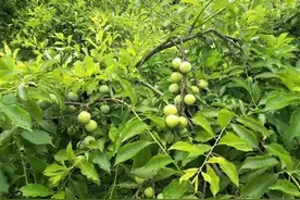 早熟再迎高价，一斤15元不愁卖，果农忙着采收，吃货：爱这酸爽图片