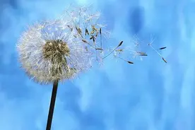 风的故事（原创）图片