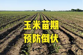玉米苗期是预防倒伏的最佳时期，做好4点，玉米长势健壮不倒伏图片