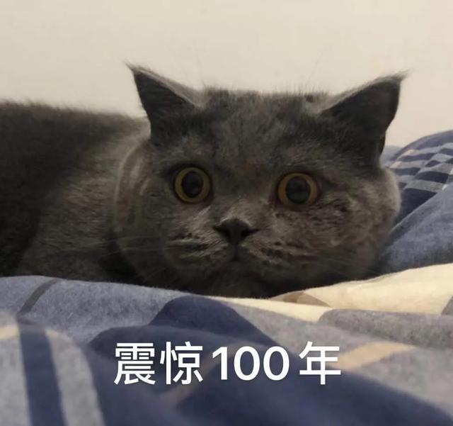 法宠见闻丨狗狗不是家畜,是伴侣动物