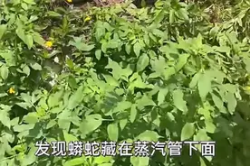 河南村子惊现多条野蛇，吓哭小孩，吓跑女记者，家蛇要不要打？图片