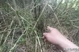 几千根竹笋为什么集体死亡？图片