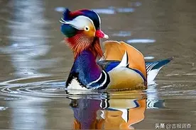 鸟类天堂！看看吉林龙湾国家级自然保护区鸳鸯湾里的小精灵们！图片