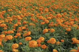 养蛇38年的师傅说：蛇就怕2种花，只需养1棵，家里不再有蛇敢来！图片
