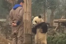 大熊猫蔓越莓和杨奶爸霸气叉腰对峙，被妈妈强迫洗澡火到英国图片