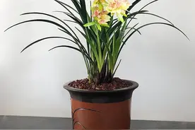 建兰三奇之首“富山奇蝶”，花姿独特，香气馥郁，适合新手图片
