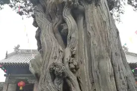 古树精美图片图片