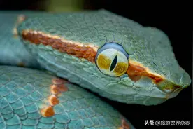 胆小勿入！看微距镜头下的动物世界图片