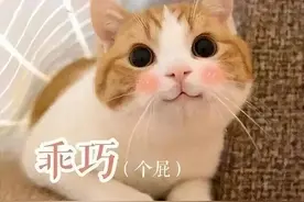 果然是装的！最新研究：猫不但听得懂自己的名字，叫别的猫它也懂图片