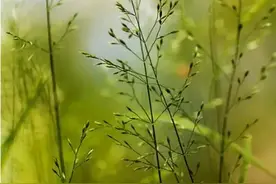 散文：人生就是一场修行，在苦难中成长，在挫折里成熟图片