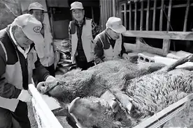 核辐射后的日本福岛：酷似儿童脚的马铃薯，野猪重量达到400斤图片