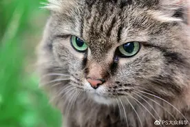 奇葩研究：猫咪知道你在和它说话吗？图片