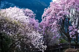 3月最低调小城原来是它！景色媲美川西，美食不输乐山，正值颜值巅峰！图片