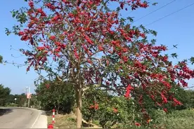 铁冬青（救必应）是一种什么样的植物？图片