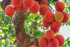 好心茂名•每日一图 | 荔满枝头图片