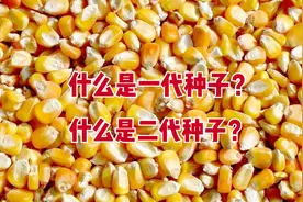 一代种子和二代种子指什么？二者区别在哪？为何二代种子不能种？图片