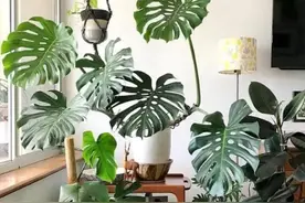 养不好绿萝就养它，叶子大又绿，光照弱也没事，漂亮又环保图片