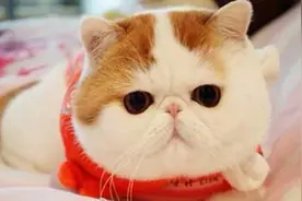 想减肥又管不住嘴怎么办？中医一方帮你吃着变瘦图片