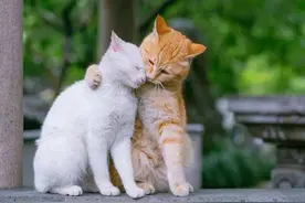 公猫和母猫是如何“交配”的？奇怪的知识又增加了图片